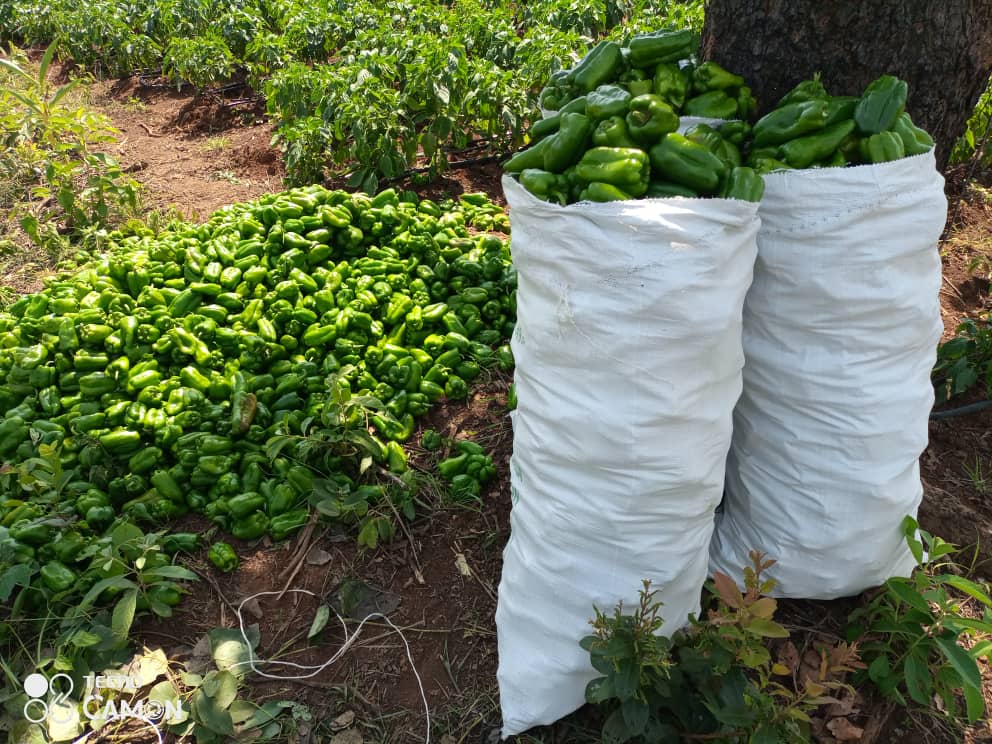 Vie Rurale Authentique